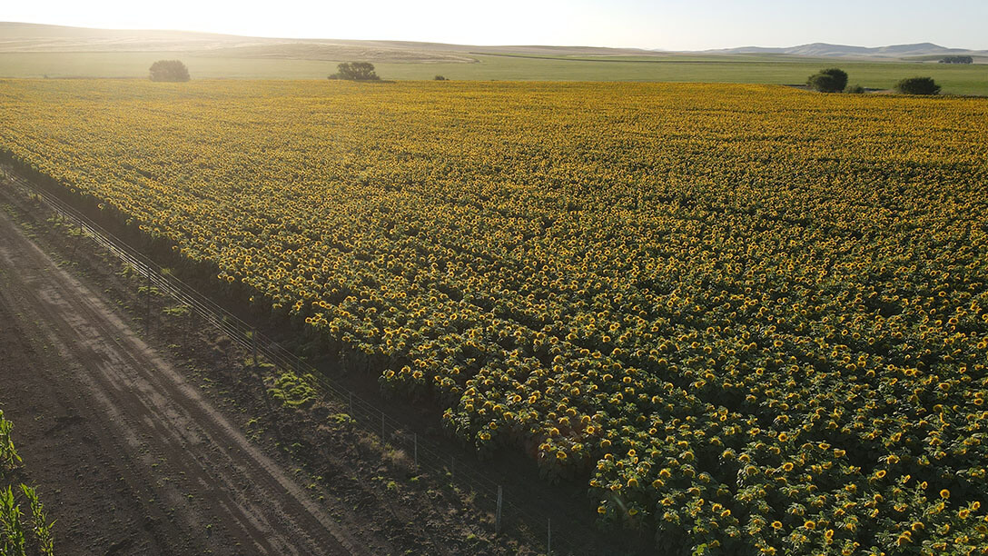 Agricultura